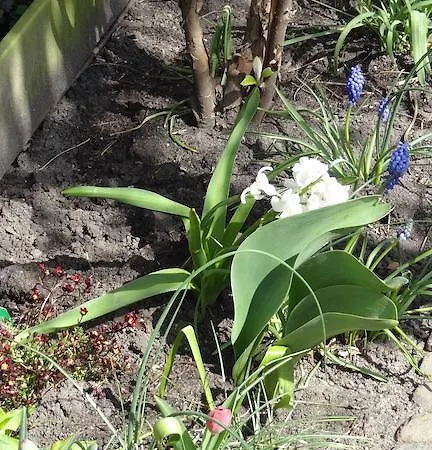 לינה וארוחת בוקר De Noordeling